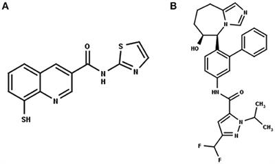 Computational Studies on the Inhibitor Selectivity of Human JAMM Deubiquitinylases Rpn11 and CSN5